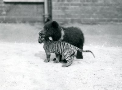 Un Cachorro de Oso Pardo juega con un Cachorro de Tigre en el Zoológico de Londres, abril de 1914 de Frederick William Bond